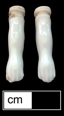 Doll head, leg and arms made of Continental European hard paste porcelain. 4cm x 2cm - from 18MO609.